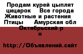 Продам курей цыплят,цицарок. - Все города Животные и растения » Птицы   . Амурская обл.,Октябрьский р-н